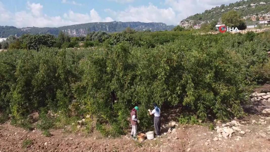 Bahçeye doğal çit olsun diye dikmişlerdi: Gelir kapısı oldu! Kilosunu 50 TL'den satıyor, bir taşla iki kuş... 11